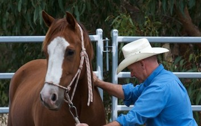 Horse Client Clinic Day - Smythes Creek (Ballarat), VIC - 6 April 2024 